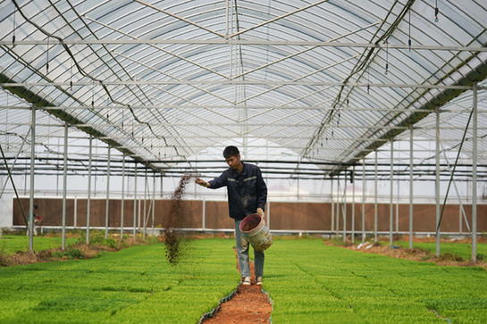 稻田喂魚養(yǎng)蝦促增收　機(jī)械化種植降成本